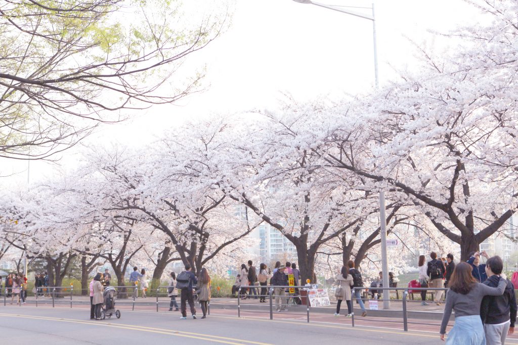 SEOUL CUỐI MÙA HOA ANH ĐÀO - ĐẢO NAMI (TN)